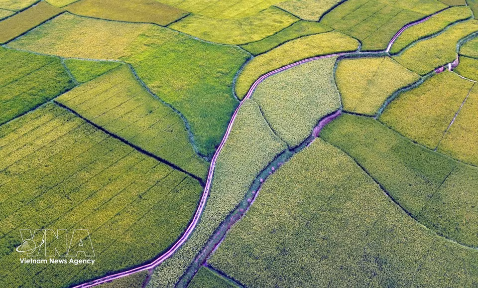 Panorámica de los arrozales en terrazas de la aldea de Hun, barrio de Chieng Coi, provincia de Son La. (Fuente: VNA)