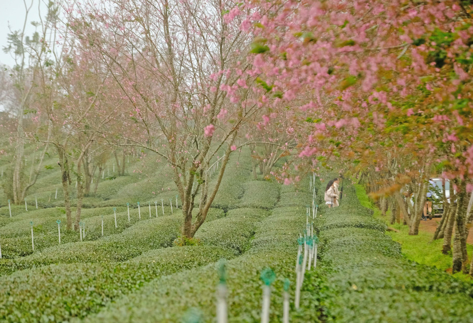 Las hileras de mai anh dao a lo largo de la colina de té de Cau Dat se plantaron hace 20 o 30 años. (Fuente: VNA)