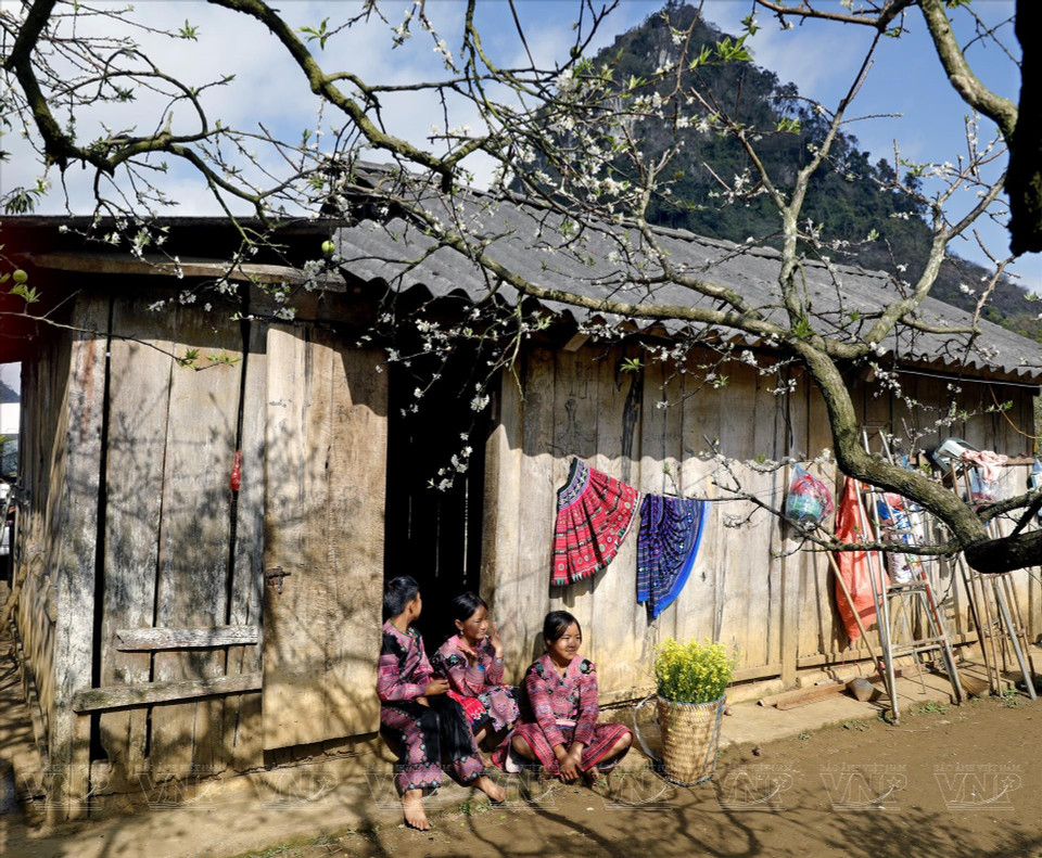 La gente de la etnia Hmong de Moc Chau tiene la costumbre de plantar ciruelos alrededor de su casa. (Fuente: VNA)