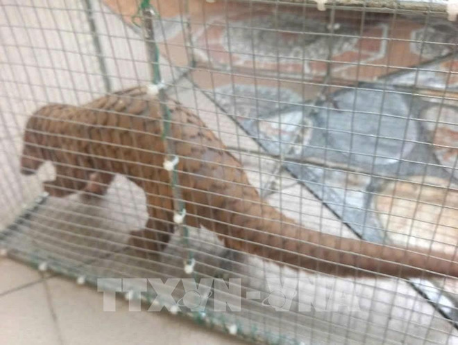 El pangolín de Java descubierto por un residente frente a su casa en Quang Tri es entregado al Departamento de Protección Forestal. (Fuente: VNA) 143506-nguoi-dan-quang-tri-ban-giao-1-ca-the-te-te-java-cho-hat-kiem-lam.jpg
