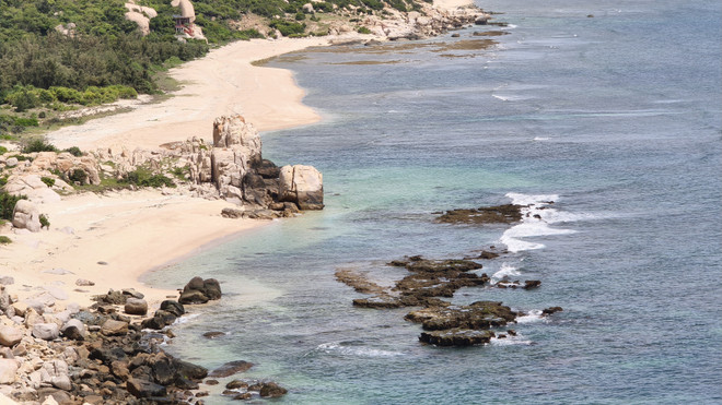 Áreas de anidación de tortugas en el Parque Nacional Nui Chua (Foto: VNA) vna-potal-vuon-quoc-gia-nui-chua-cuu-ho-tha-hon-1300-rua-con-ve-bien-an-toan-8314676.jpg
