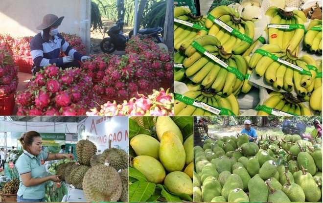 El sector agrícola aspira a expandir sus mercados de exportación. (Foto: Vietnam+) nongsan.jpg