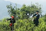 Árboles de té centenarios en temporada en la montaña de Ha Giang 