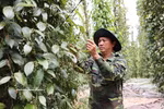 Exportaciones vietnamitas de pimienta aumentan un 21,7% en primeros cinco meses del año