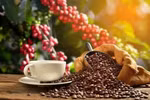 Café de Vietnam: Hacia la creación de un espacio de valor global con sostenibilidad y calidad