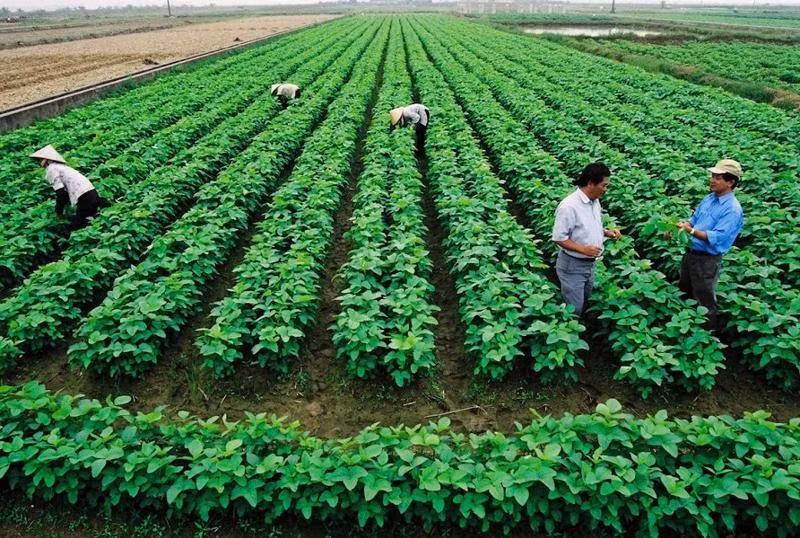El desarrollo agrícola sostenible no puede prescindir del papel de las cooperativas. (Foto ilustrativa. Fuente: vneconomy.vn)