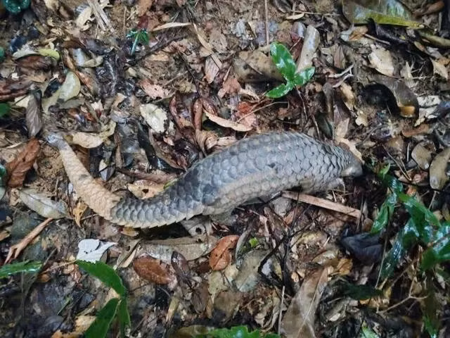 El pangolín de Java fue liberado de nuevo en su hábitat natural. (Foto: Centro de Rescate Animal)