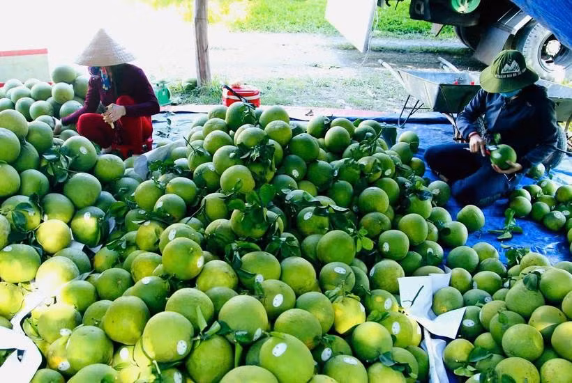 Las exportaciones de frutas y verduras en los primeros seis meses de 2025 disminuyen en comparación con 2024. (Foto: Vietnam+)