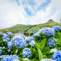 Colores radiantes de las hortensias en la cima de la montaña de Mau Son