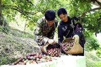 Buena cosecha de ciruelas en la provincia de Son La