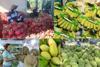 El sector agrícola está ampliando cada vez más sus mercados de exportación. (Foto: Vietnam+)