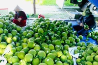 Las exportaciones de frutas y verduras en los primeros seis meses de 2025 disminuyen en comparación con 2024. (Foto: Vietnam+)