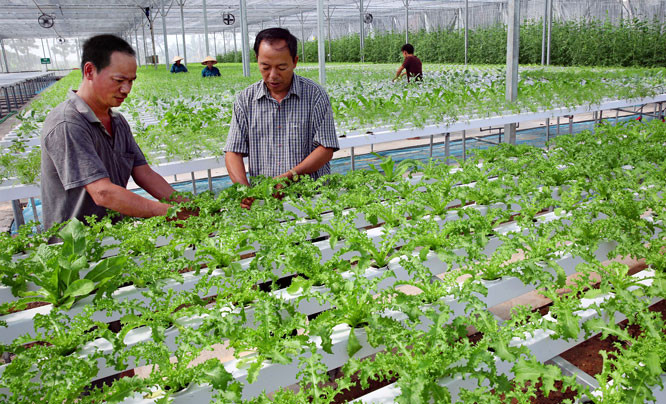 Fija Vietnam meta de lograr 42 mil millones de dólares de exportaciones agrícolas en 2020