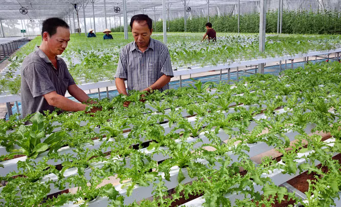Fija Vietnam meta de lograr 42 mil millones de dólares de exportaciones agrícolas en 2020