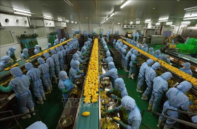 Cadena de procesamiento de productos agrícolas para exportación a Japón, Estados Unidos y Europa en la empresa B'LaoFood (provincia de Lam Dong). Foto: VNA vna-potal-viet-nam-hoa-ky-30-nam-vuot-qua-khac-biet-cung-co-quan-he-doi-tac-chien-luoc-toan-dien-stand-1.jpg