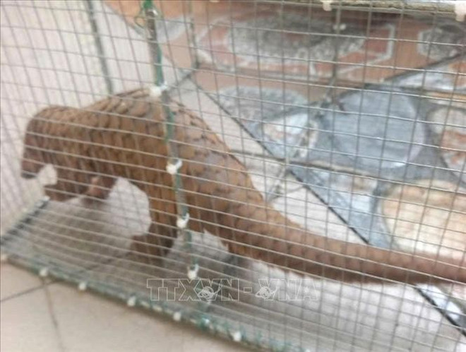 El pangolín de Java descubierto por un residente frente a su casa en Quang Tri es entregado al Departamento de Protección Forestal. (Fuente: VNA) te-te-java-quang-tri-241.jpg