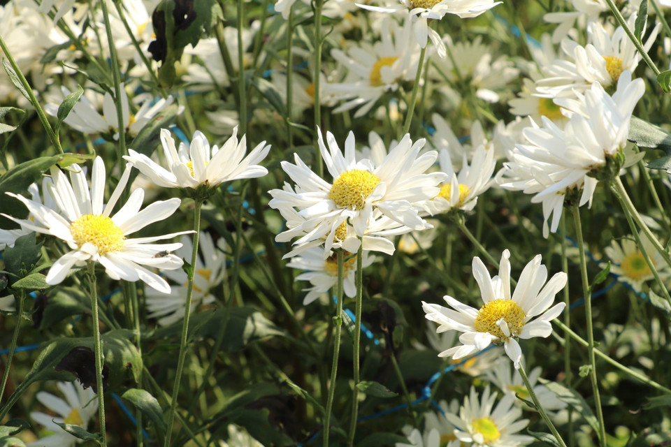 Los suaves pétalos blancos de las margaritas crean una belleza pura y elegante. (Foto: VNA)