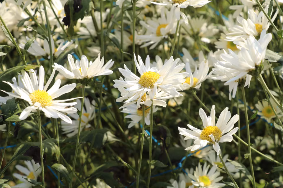 Los suaves pétalos blancos de las margaritas crean una belleza pura y elegante. (Foto: VNA)