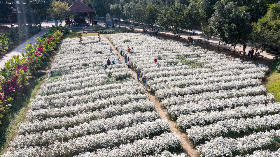 El jardín de margaritas blancas en el área ecoturística de Thung Nham, distrito de Hoa Lu, provincia de Ninh Binh, atrae a un gran número de turistas para tomar fotografías. (Foto: VNA)