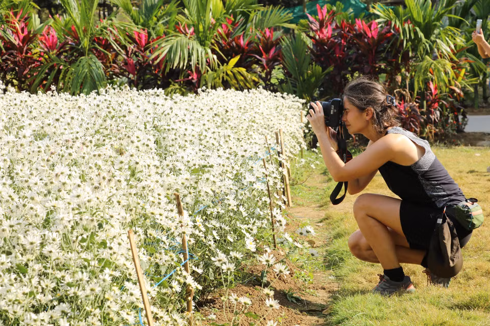 Los turistas tendrán una experiencia maravillosa y emotiva cuando vengan a Ninh Binh durante la temporada de floración de las margaritas blancas. (Foto: VNA)