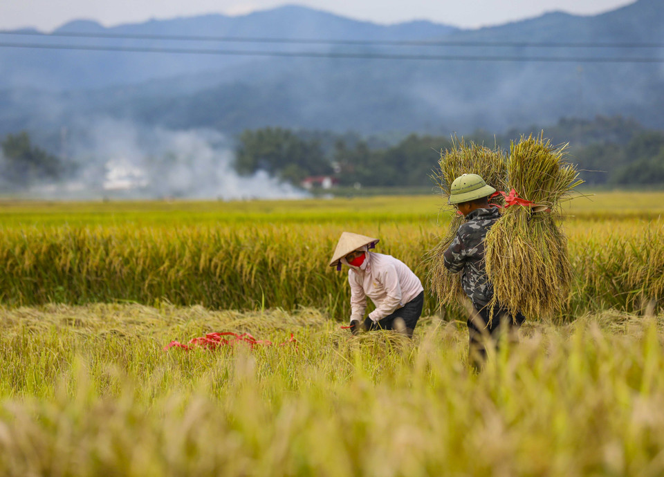 Los campos de Muong Thanh se vuelven amarillos en temporada de cosecha. (Foto: VNA)
