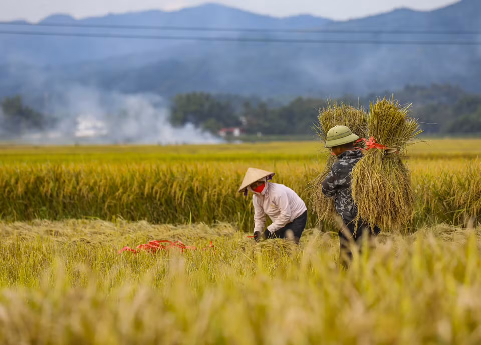 Los campos de Muong Thanh se vuelven amarillos en temporada de cosecha. (Foto: VNA)