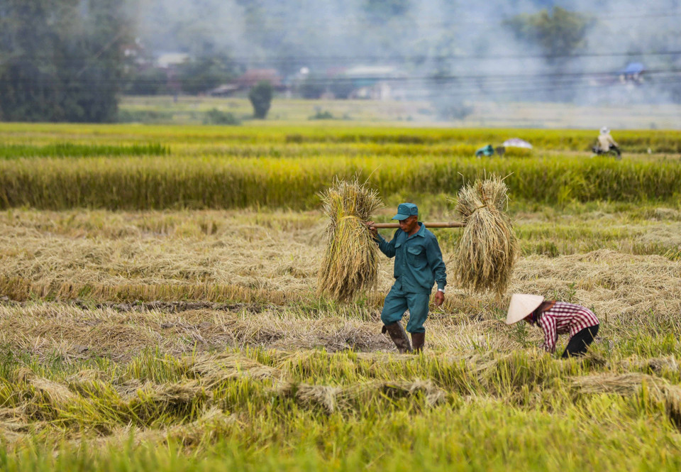 La gente de Muong Thanh cosecha arroz. (Foto: VNA)