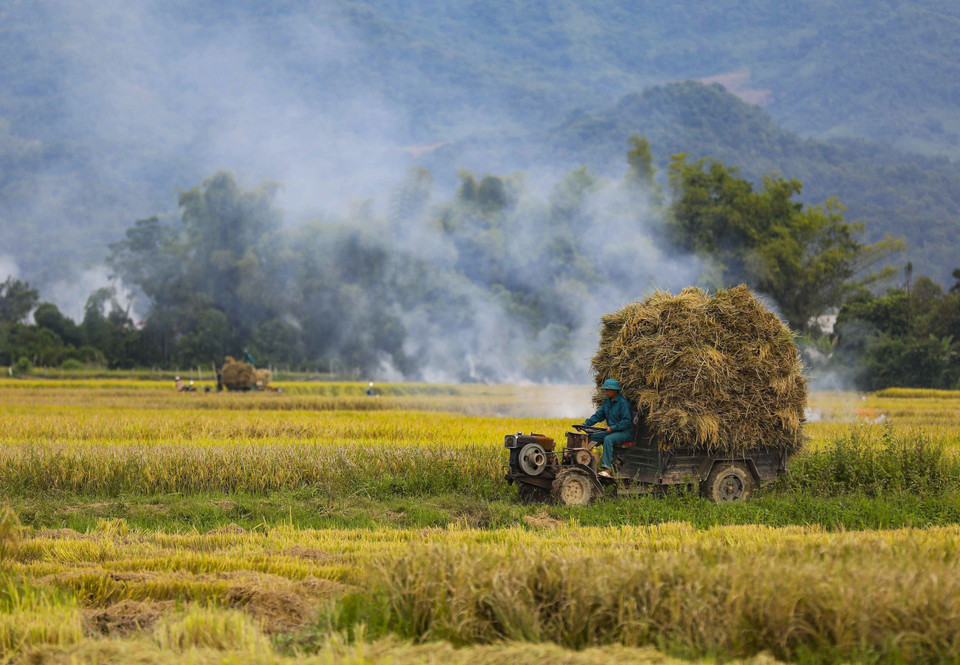 Camiones que transportan arroz en el campo de Muong Thanh. (Foto: VNA)