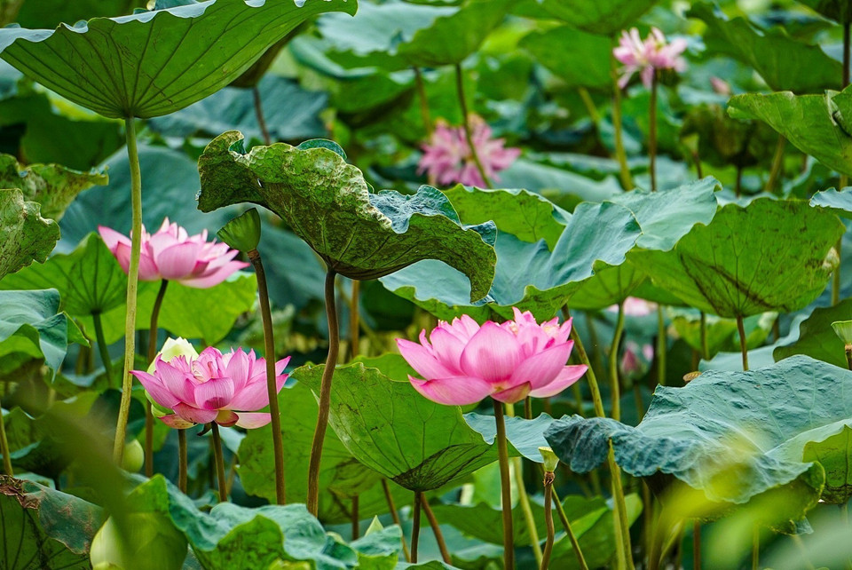 El loto Bach Diep tiene flores grandes, de gran persistencia y con un aroma perdurable. Cuando florece, es tan grande como dos manos, de muchos pétalos en capas para cubrir el pistilo, los sépalos y el arroz de loto (puntas blancas del pistilo). (Fuente: VNA)