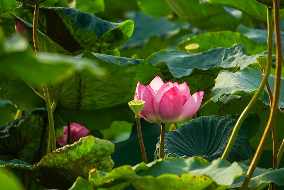 La belleza pura y especial de la flor de loto de Bach Diep en el Lago del Oeste. (Fuente: VNA)