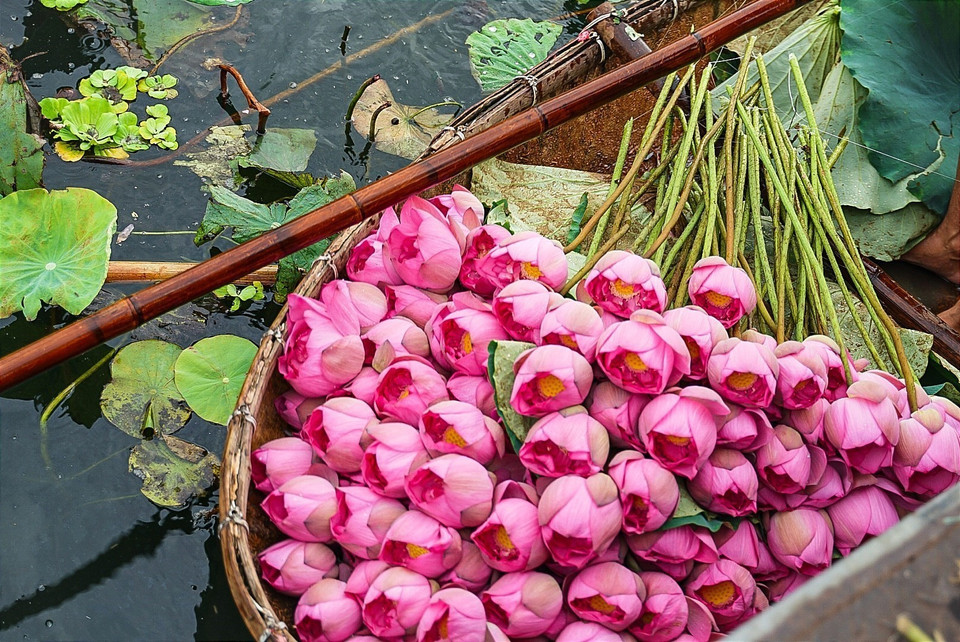 Las flores de loto de Bach Diep utilizadas para marinar el té se recogen entre las 4:00 y las 5:00 de la mañana, cuando no hay luz solar y las flores todavía están llenas de rocío. Cuando la fragancia sigue sellada por los pétalos finos y frescos es el momento de dar el mejor aroma. (Fuente: VNA)
