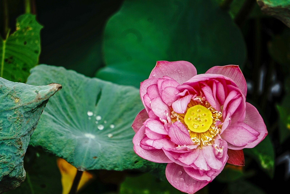 Desde hace mucho tiempo, la imagen del loto se ha vuelto familiar para los habitantes de Vietnam y de muchos países asiáticos, como una flor que simboliza la belleza brillante, noble y pura. (Foto: VNA)