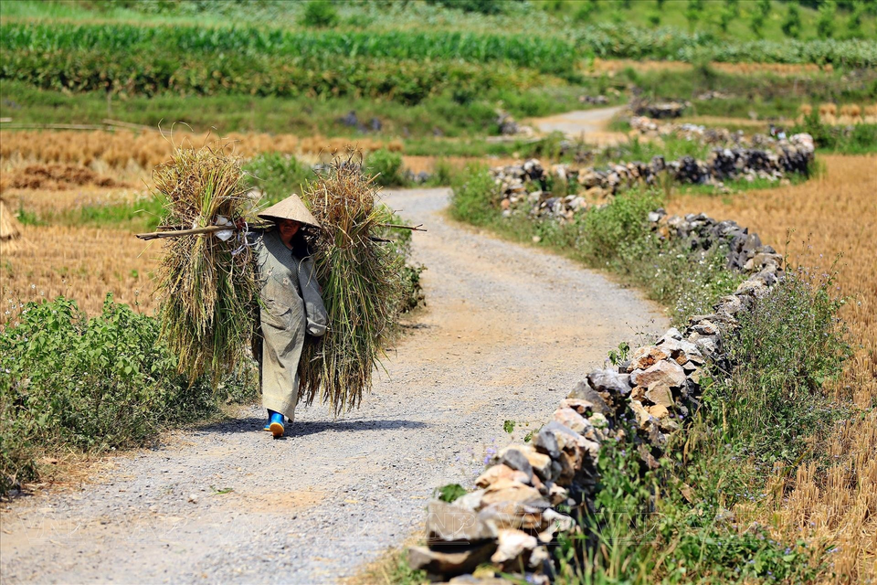 El camino hacia el monte "Ojo de Dios" está flanqueado a ambos lados por campos de arroz con vallas de piedra dispuestas por la población local. (Fuente: Revista Vietnam)