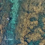 Quang Ngai refuerza protección de los ecosistemas de sargazo