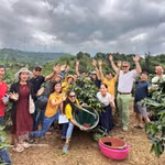  Un siglo de café de Khe Sanh: la tierra roja que da vida al prestigioso arábica vietnamita