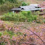 La flor To Day ilumina los paisajes de Mu Cang Chai