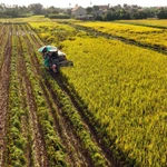 Avance espectacular de la agricultura vietnamita