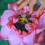 Arte del té de loto de Quang An mantiene vivo el patrimonio cultural de Hanoi