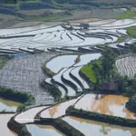 La belleza de los arrozales en terrazas en la provincia vietnamita de Lai Chau