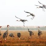 Restauración ecológica acelera regreso de las grullas de corona roja