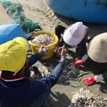 Pescadores de Ciudad Ho Chi Minh tienen una buena temporada de sardina blanca