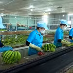 Vietnam busca impulsar exportaciones en el segundo semestre
