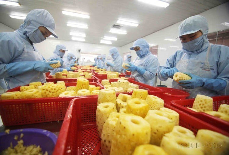 Vietnam exporta a Lituania arroz, mariscos, verduras, té, pimienta, anacardos, madera y productos derivados, caucho, etc. En la foto: Procesamiento de productos de piña enlatados en la fábrica de la Sociedad Anónima de Importación y Exportación de Productos Agrícolas An Giang. (Foto: VNA)
