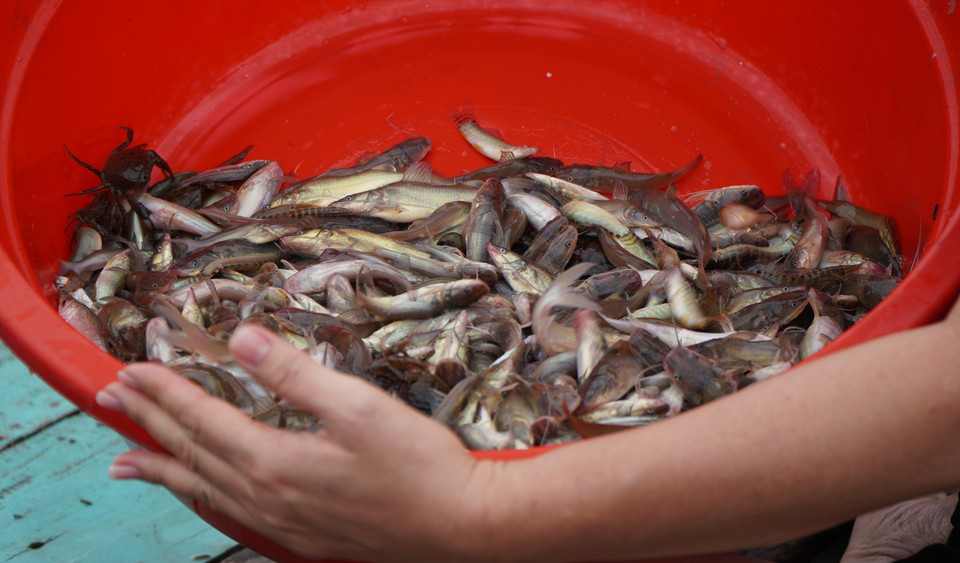 Variedades de peces capturados por los turistas en los campos inundados. (Foto: VNA)