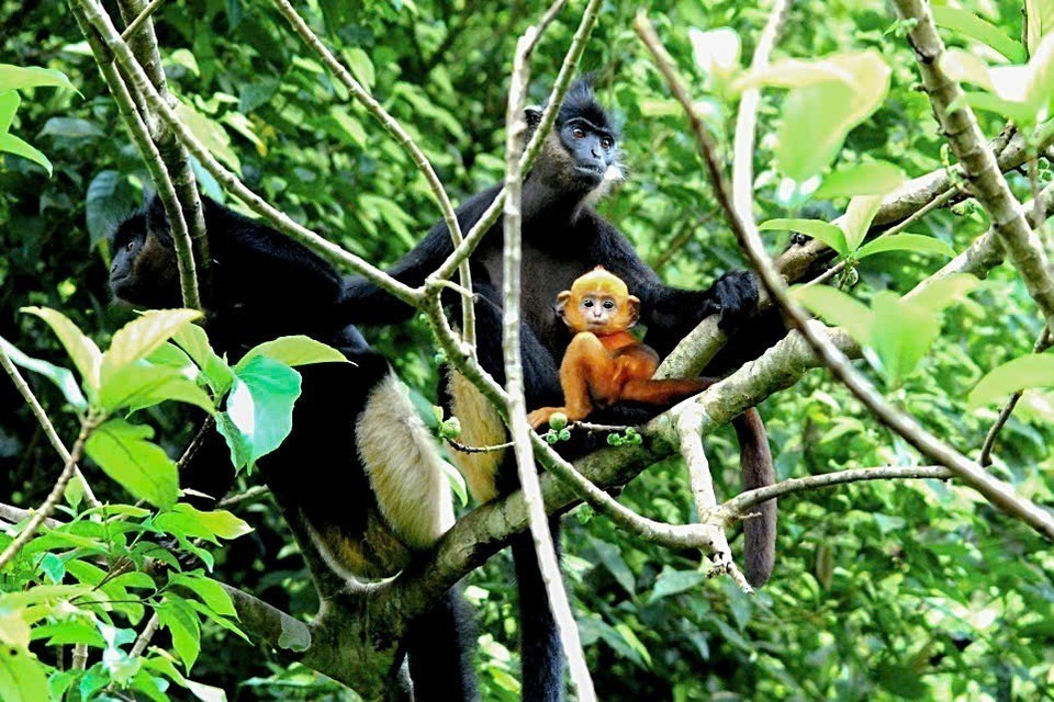 En el área semisalvaje del EPRC vive también el langur douc de rabadilla blanca (Trachypithecus delacouri), cuya población en estado salvaje apenas alcanza los 400 ejemplares. (Foto: VNA)