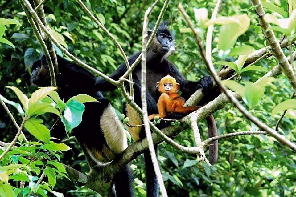En el área semisalvaje del EPRC vive también el langur douc de rabadilla blanca (Trachypithecus delacouri), cuya población en estado salvaje apenas alcanza los 400 ejemplares. (Foto: VNA)