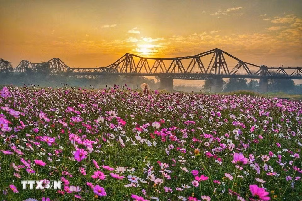 La belleza del puente Long Bien al amanecer. (Foto: VNA)