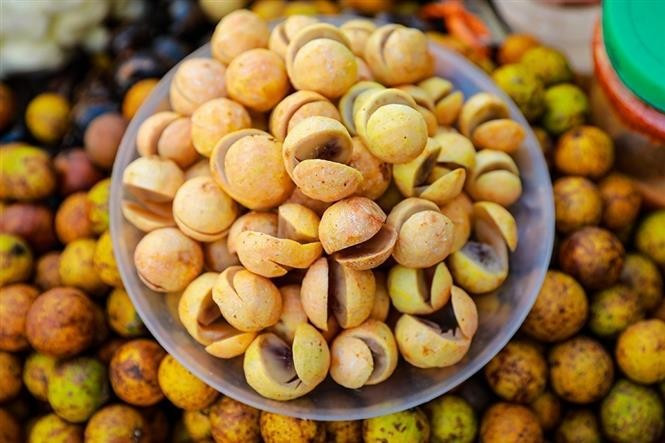 El sau chin (dracontomelon maduro) es una delicia otoñal que deja huella por su sabor agridulce y refrescante. (Foto: VNA)
