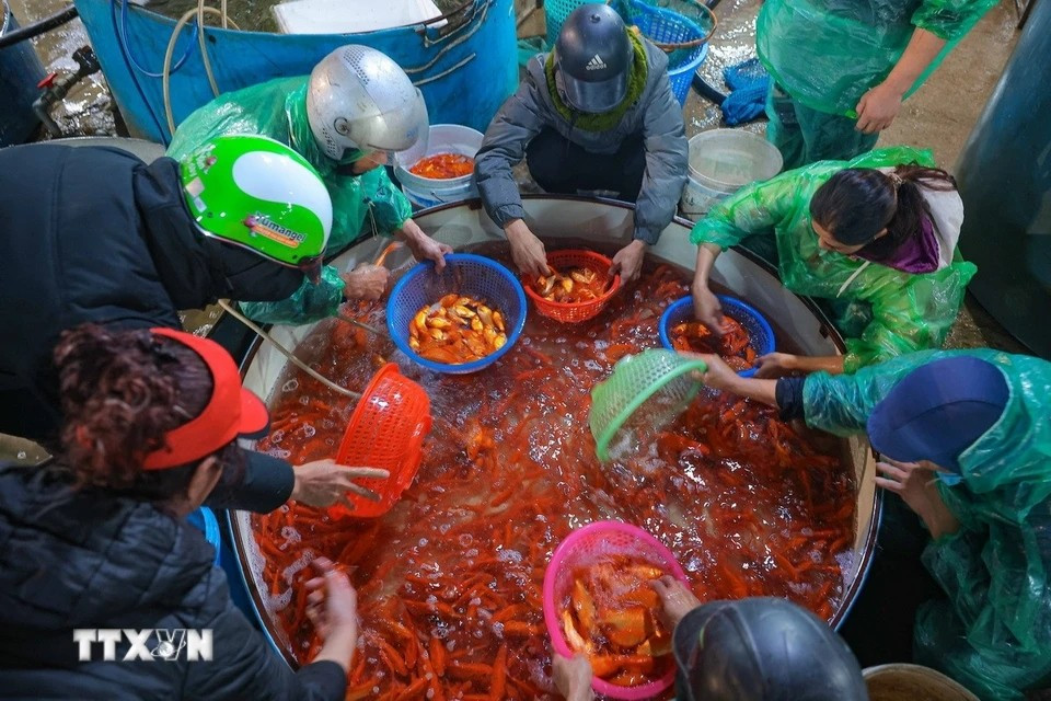 Los comerciantes del mercado de pescado de Yen So clasifican las carpas para prepararlas para el Día de los Dioses de la Cocina. (Foto: VNA)