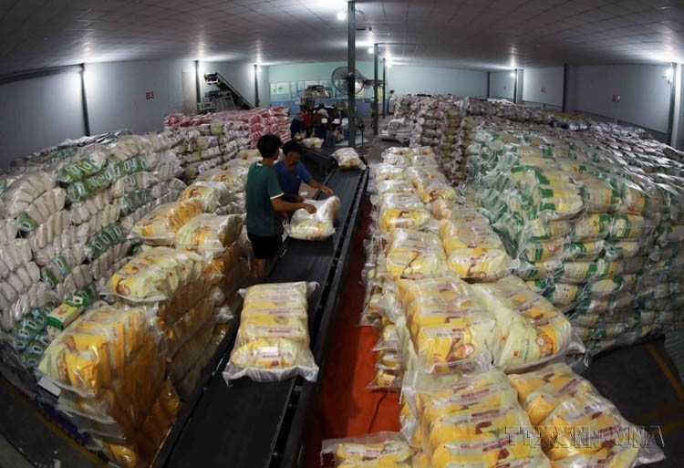Vietnam exporta a Lituania arroz, mariscos, verduras, té, pimienta, anacardos, madera y productos derivados, caucho, etc. En la foto: Arroz exportado por la Compañía de alimentos Thoai Son (Grupo Loc Troi). (Foto: VNA)